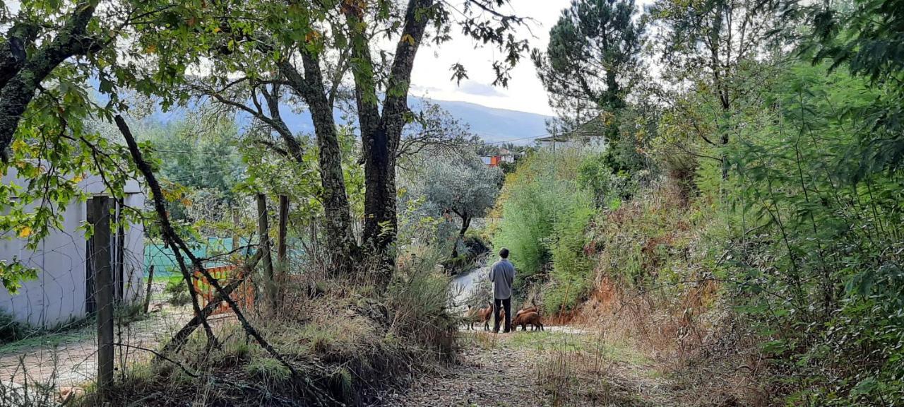 Adore Portugal Bungalow Natureza & Vista De Serra Лозан Екстер'єр фото